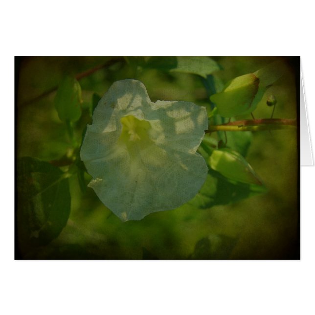 Flor blanca bonito (Anverso (Horizontal))