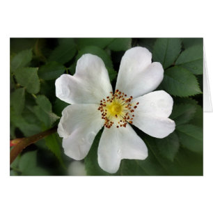 flor blanca brillante