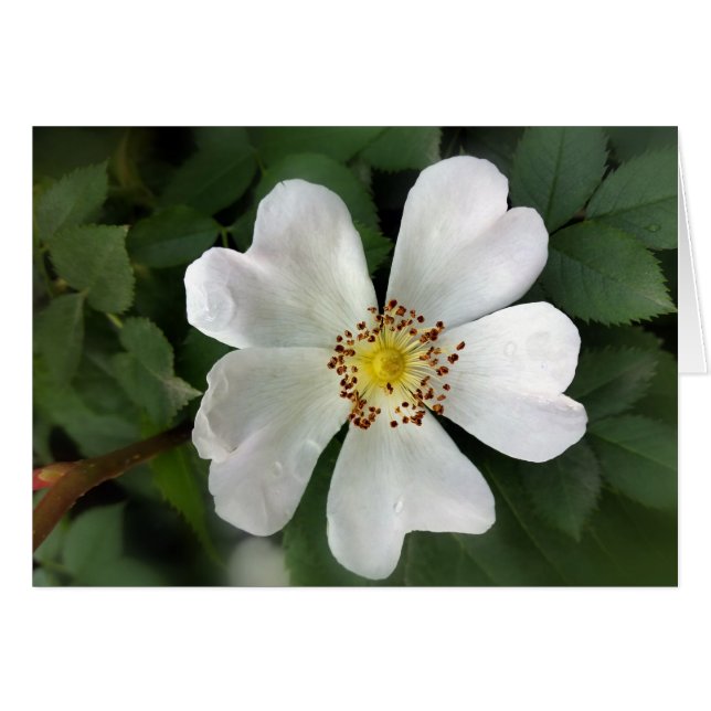 flor blanca brillante (Anverso (Horizontal))