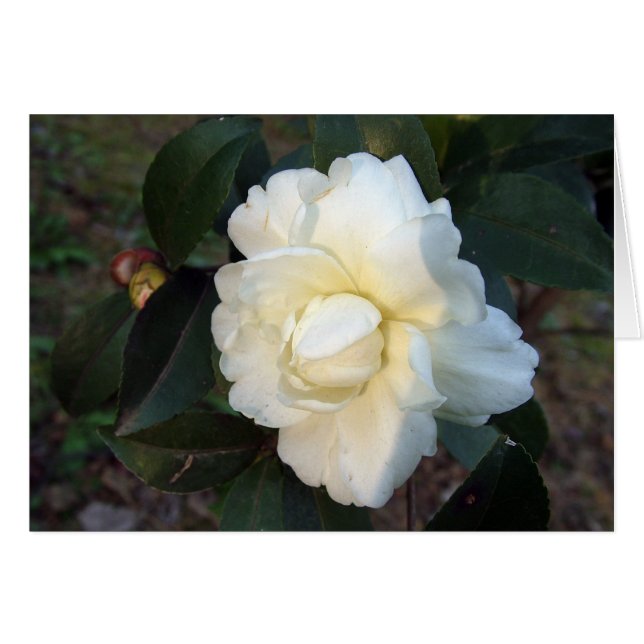 flor blanca de camellia (Anverso (Horizontal))