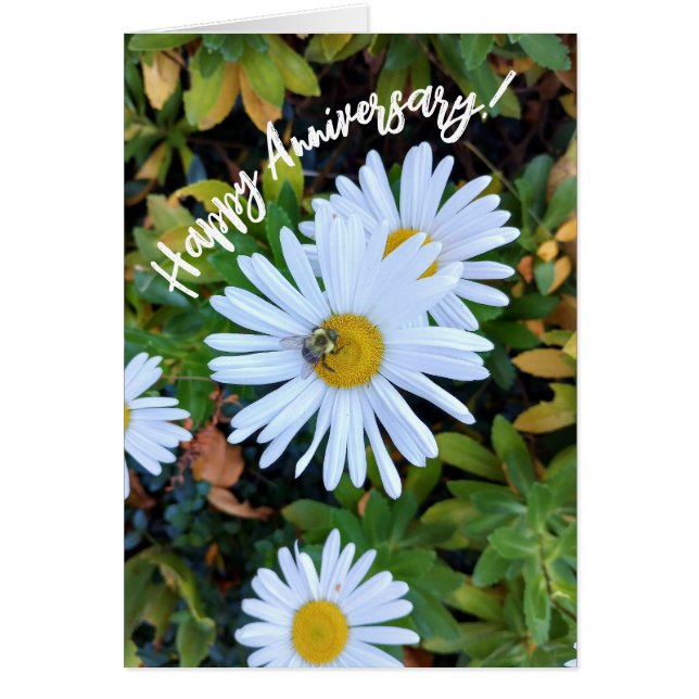 Flor blanca de margarita con tarjeta de aniversari (Frente)