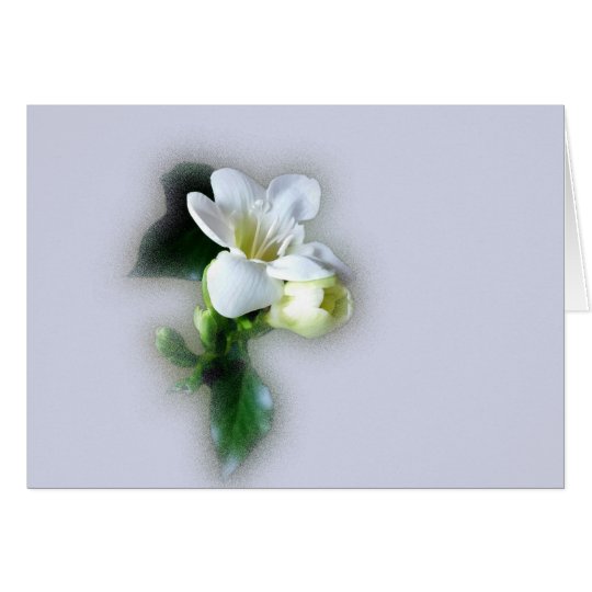flor blanca del freesia tarjeta de felicitación