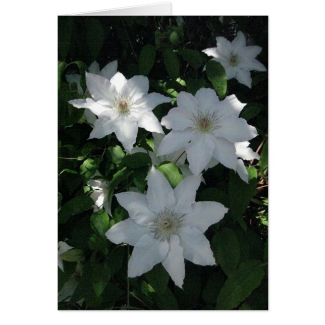 Flor blanca finlandesa-Hyvää Syntymäpäivää (Frente)