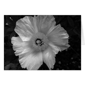 flor blanca y negra