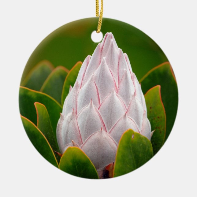 Flor blanco de rey Protea, ornamento del navidad (Frente)