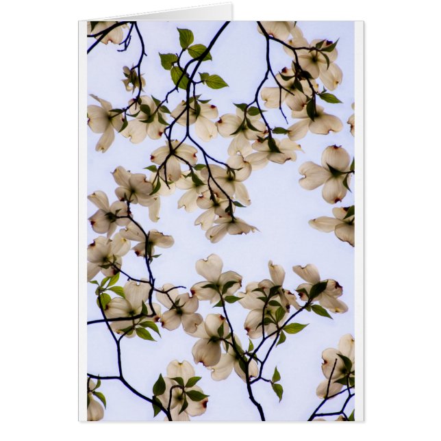 Flor blanco del Dogwood (Frente)