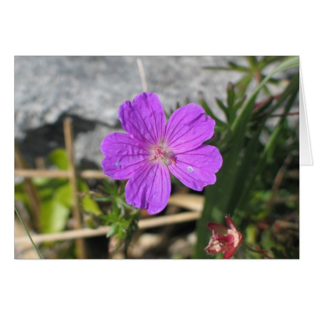 Flor Bloody Cranesbill (Anverso (Horizontal))