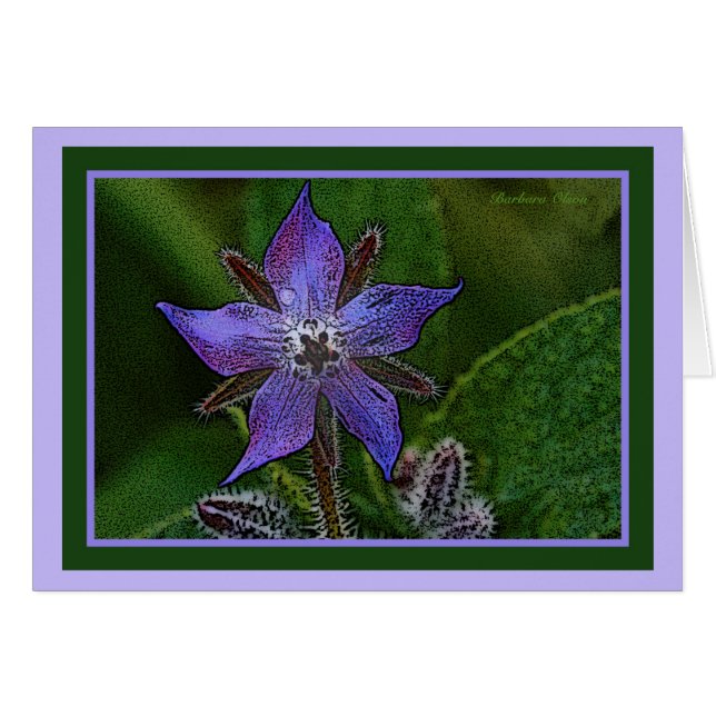 Flor: Borraja (Anverso (Horizontal))