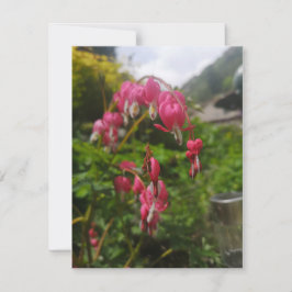 flor cardíaca sangrante