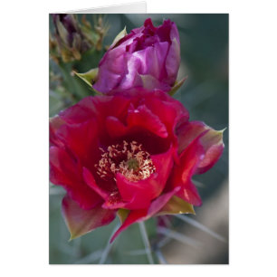 Flor color de rosa del cactus