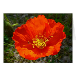 Flor colorida de adormidera roja de Alaska