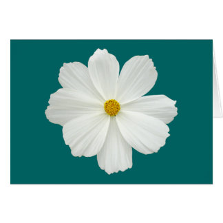 Flor Cosmos Blanco
