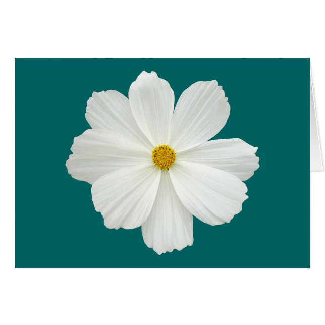Flor Cosmos Blanco (Anverso (Horizontal))