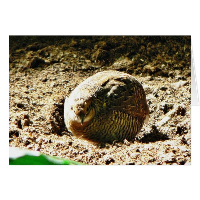 Flor De Algún Tipo (Anverso (Horizontal))