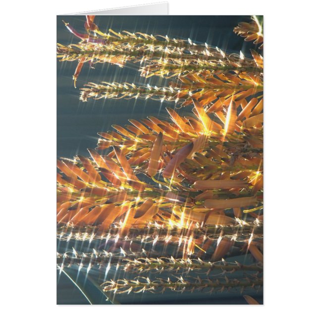 Flor de Áloe (Frente)