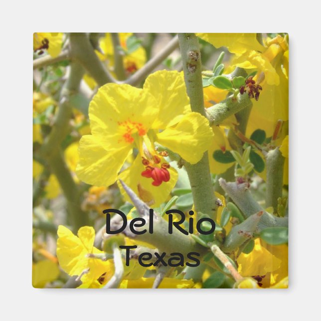 Flor de altramuz amarilla del imán de Texas del Rí (Frente)