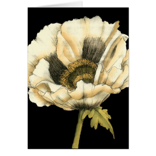 Flor de amapola crema en fondo negro (Frente)