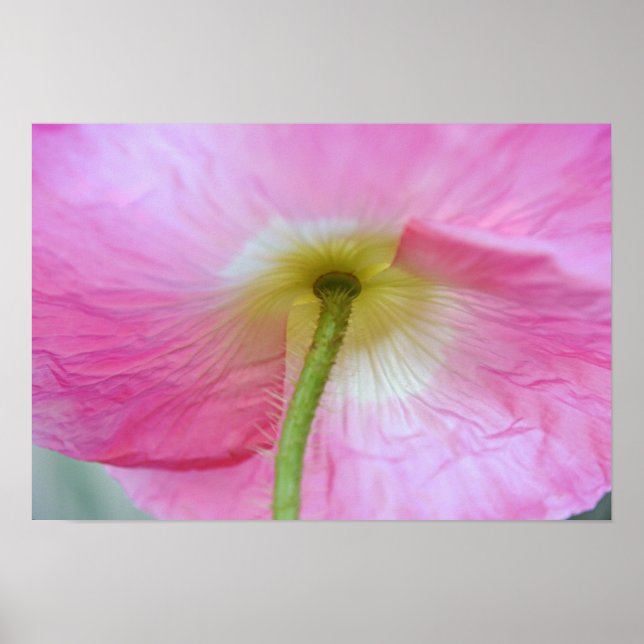 Flor de amapola debajo de petinas Impresión de art (Frente)