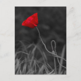 Flor de amapola roja de postal