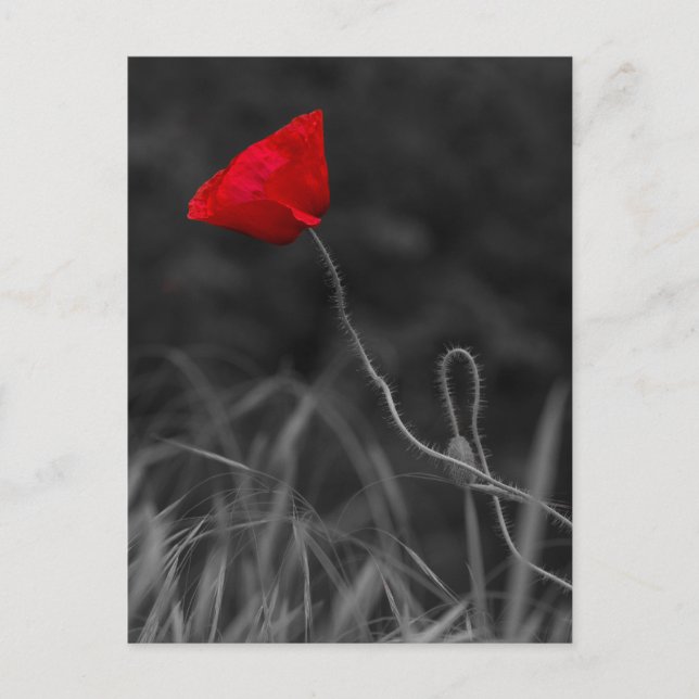 Flor de amapola roja de postal (Anverso)