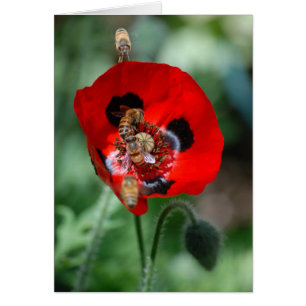 Flor de amapola roja - invasión de abejas