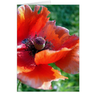 Flor de amapola roja machacada