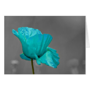 Flor de amapola turquesa