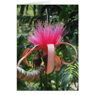 Flor de árbol de Bombax