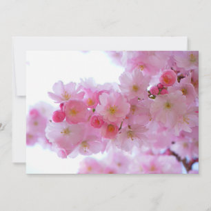 Flor de árbol de cerezo japonés