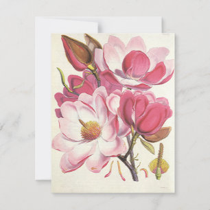 Flor de árbol de magnolia vintage, flores de jardí
