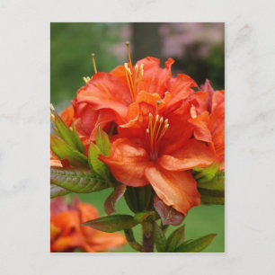 FLOR DE AZALEA 14 Azaleas Naranjas Tarjetas Regalo
