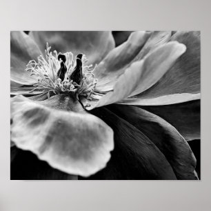 Flor de blanco y negro de arte fotográfico Imprimi