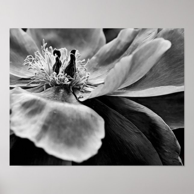 Flor de blanco y negro de arte fotográfico Imprimi (Frente)