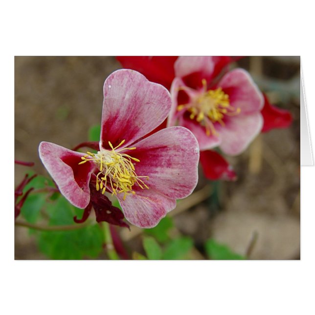 Flor de bonito (Anverso (Horizontal))