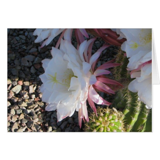 Flor de Cactus (Anverso (Horizontal))