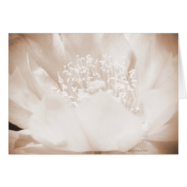 Flor de Cactus (Anverso (Horizontal))