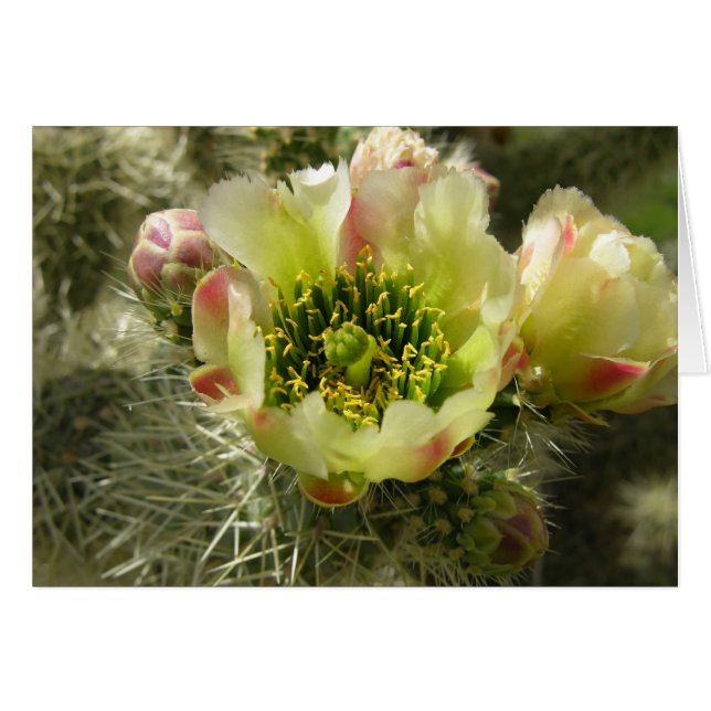 Flor de Cactus (Anverso (Horizontal))