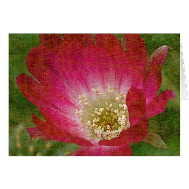 Flor de Cactus (Anverso (Horizontal))