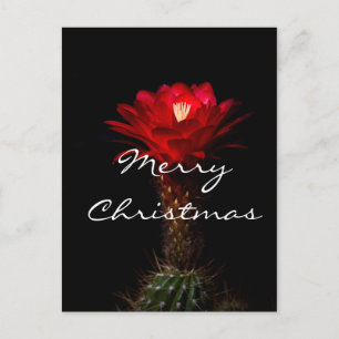 Flor de cactus antorcha roja, Feliz Navidad