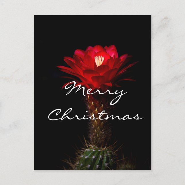 Flor de cactus antorcha roja, Feliz Navidad (Anverso)