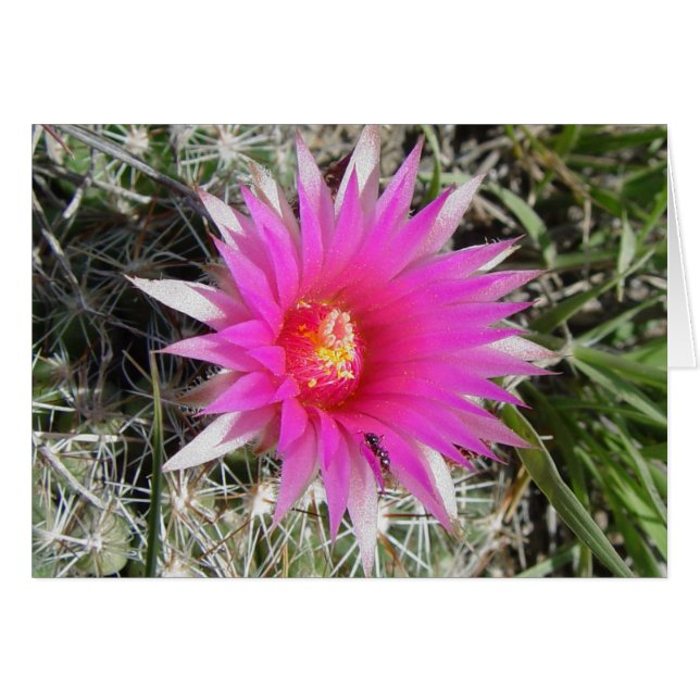 Flor de Cactus Bola F12 "Escobaria vivipara" (Anverso (Horizontal))