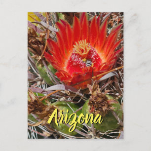 Flor de cactus con abeja, postal de Arizona