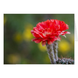 Flor de cactus de Firelight