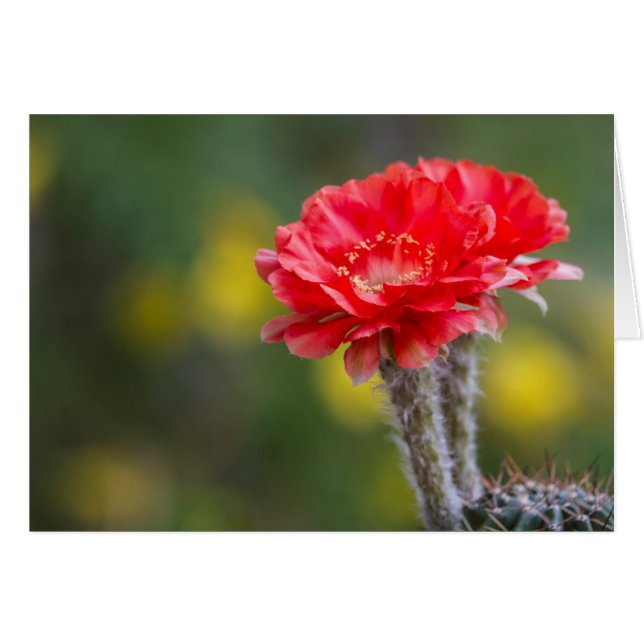 Flor de cactus de Firelight (Anverso (Horizontal))