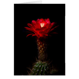 Flor de cactus de la antorcha roja