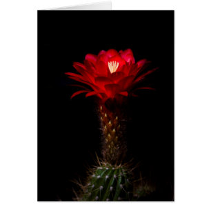 Flor de cactus de la antorcha roja