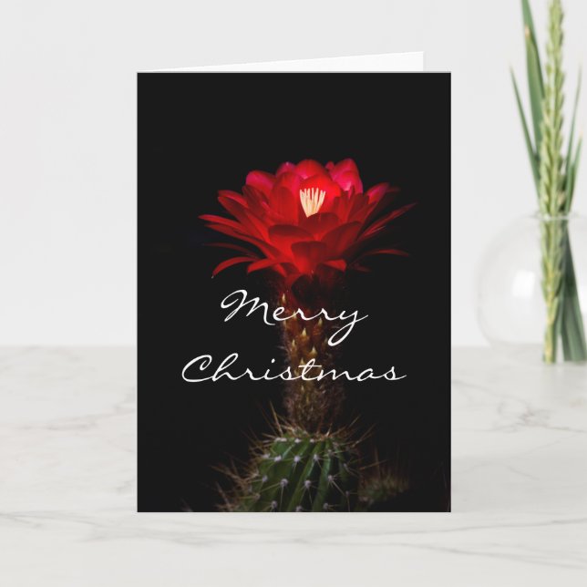 Flor de cactus de la antorcha roja, Feliz Navidad (Anverso)
