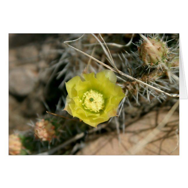 Flor de Cactus de Pear Prudente (Anverso (Horizontal))