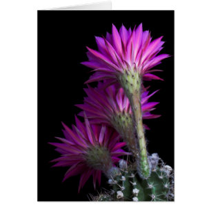 Flor de cactus de Piazza