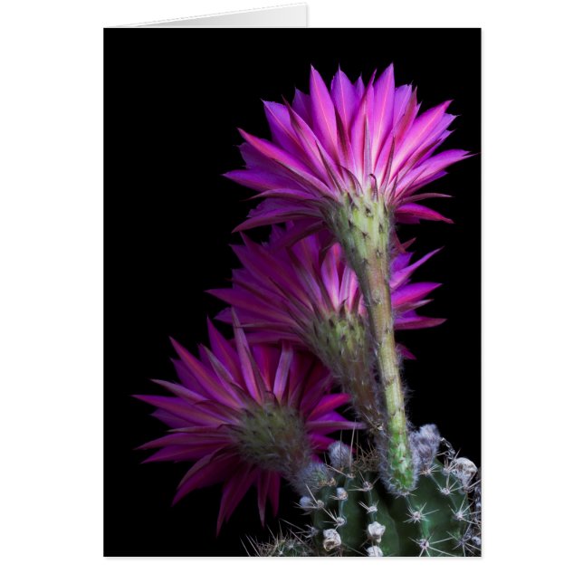 Flor de cactus de Piazza (Frente)